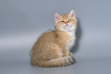 British Shorthair Kitten Cat Isolated