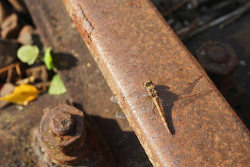 Nahansicht einer gemeinen Heidenlibelle