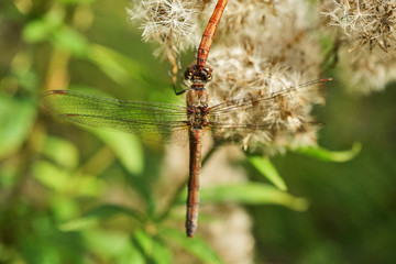 Nahansicht einer gemeinen Heidenlibelle bei der Paarung