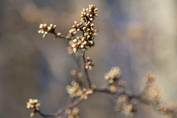 Knospen an Zweigen
