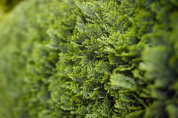 Fresh spring blossom flower, purple color.