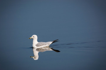 Lake Gull 