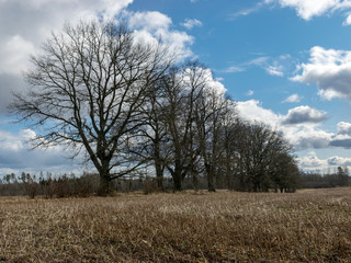 landscape with a row of naked trees