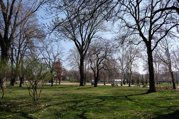 trees in the park