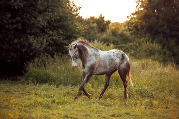 Fototapeta na wymiar Appaloosa horse galloping through green meadow by the sunset