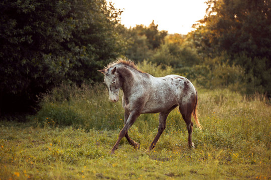 Appaloosa horse galloping through green meadow by the sunset