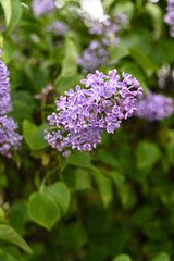 Obraz premium Fresh spring blossom flower, purple color.