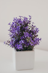 Violet plant with flowers in the square pot on the table in the room. Interior plant photo.