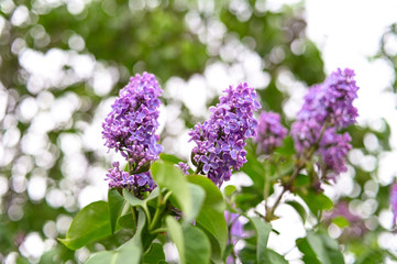 Fresh spring blossom flower, purple color.