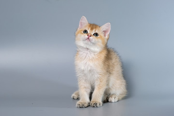 British Shorthair Kitten Cat Isolated