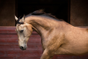 Beautiful brown horse stands before stable 