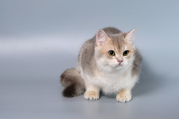 British Shorthair Kitten Cat Isolated