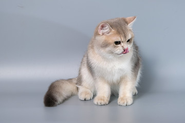 British Shorthair Kitten Cat Isolated