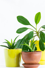 Green plants in pots on white background with copy space for your design. Home gardening concept.