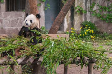 Chongqing, China - May 9, 2010: Panda House in Zoo. The black and white animal is eataing its lunch...