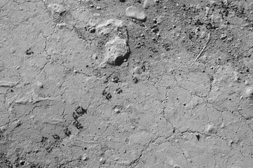 Image of the stone floor in which the ants follow a path