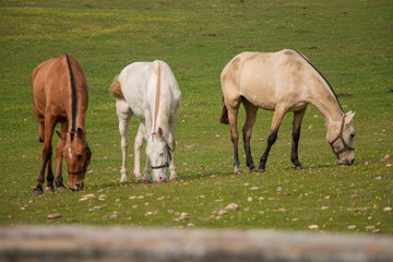 Obraz premium Horses in the prairie drinking water, in ribatejo, Portugal