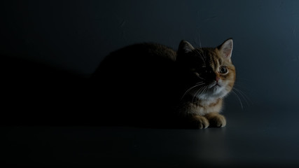 British Shorthair Kitten Cat Isolated