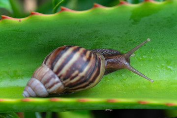 escargot sur feuille verte