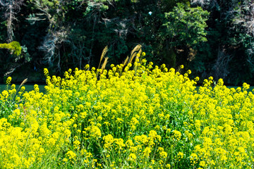 駅館川の菜の花