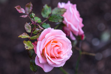 Pink Bill Warriner Floribunda Rose