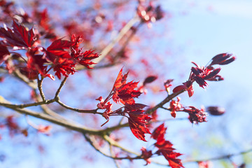 maple spring leaves on the branch