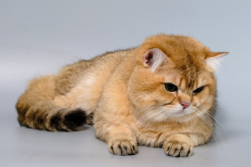 British Shorthair Kitten Cat Isolated