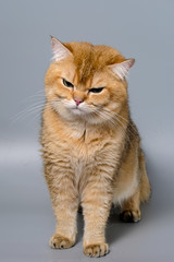 British Shorthair Kitten Cat Isolated