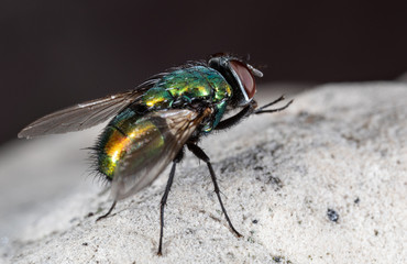 Macro of a fly