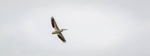  White Pelican in flight