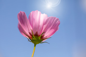 Looking up a a pink flower and the sky