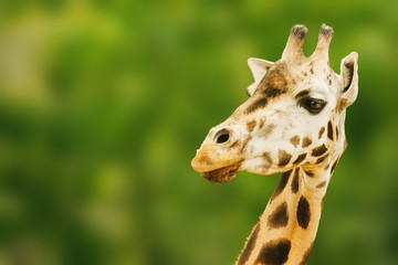 Obraz premium Giraffe Portrait Isolated on Green Blurred Background with Empty Space for Graphic Designs