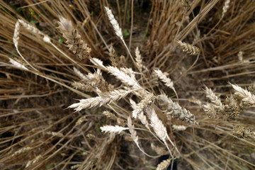 Wheat field close-up with blur effect.