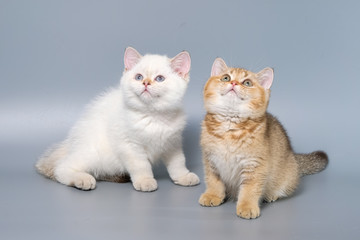 British Shorthair Kitten Cat Isolated