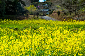 深水の菜の花