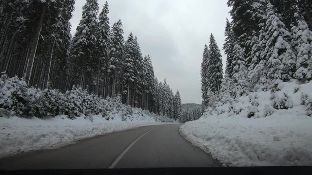Point of view POV driving on countryside road between spruce forest trees. Idyll landscape in winter season in Pokljuka plateau, Slovenia