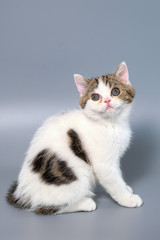 British Shorthair Kitten Cat Isolated