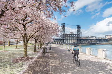 Cheery blossoms in Portland downtown - 332732522