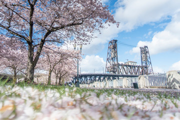 Cheery blossoms in Portland downtown