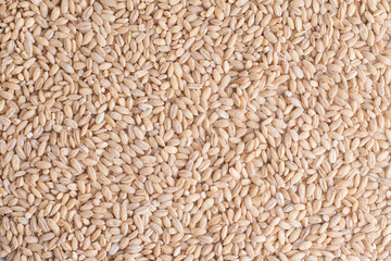 Pearl barley grain close background. Healthy side dish. Emergency stocks - background. Organic ingredient for healthy cooking cereals.
