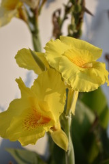 Fototapeta premium Canna gialla