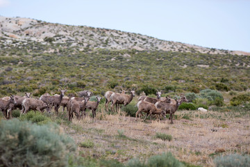 Obraz premium Bighorn herd