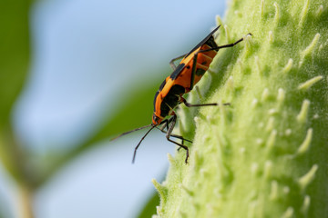 Red Milkweed Bug on Milkweed