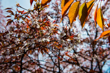 光岡城跡の山桜