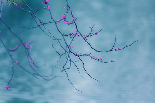 Delicate branches with pink flowers on a blurry blue background. Moody landscape. Romantic floral background with free place for text. Cercis canadensis flowers