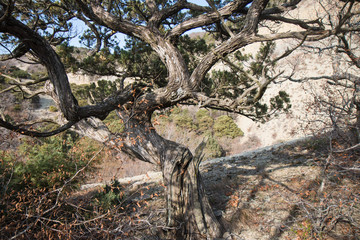  old relict trees on the Black Sea coast