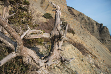  old relict trees on the Black Sea coast