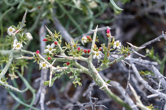 Spiny menodora (Menodora spinescens) is a shrub in the olive family (Oleaceae)