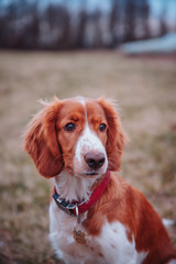 Cute looking welsh springer spaniel puppy