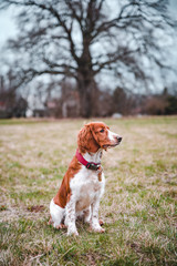 Cute looking welsh springer spaniel puppy